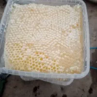 عسل طبیعی تازه|خوردنی و آشامیدنی|پیرانشهر, |دیوار