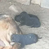 توله سگ ژرمن اصل|سگ|حمیدیا, |دیوار