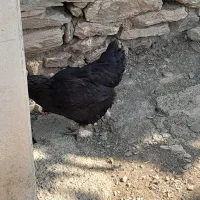 دو عدد مرغ