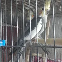 یک جفت نروماده سینامون