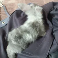 خرگوش لپ اصل