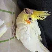 یک عدد عروس هلندی گم شده