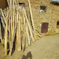 فروش درخت برای سقف|مصالح و تجهیزات ساختمان|سقز, |دیوار