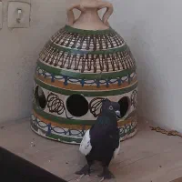 سینه دم سیاه|پرنده|قم, باسکول|دیوار