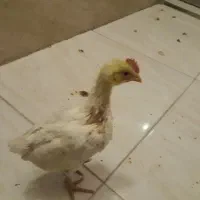 جوجه خروس|حیوانات مزرعه|کرج, گلشهر|دیوار