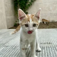 واگذاری دو عدد بچه گربه