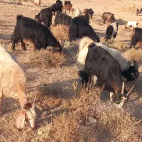 بز کهره دار جوان|حیوانات مزرعه|صدرا-فارس, فاز ۱|دیوار