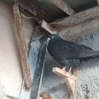 کبوتر|پرنده|برازجان, |دیوار