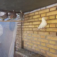 کبوتر|پرنده|آباده, |دیوار