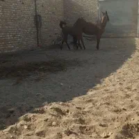 کره نریون کرد|اسب و تجهیزات اسب‌سواری|نظرآباد, نظرآباد|دیوار