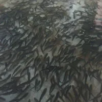 بچه ماهی قزل آلا ایرانی برند شیروانی حدود ۴۰ گرم|ماهی|نورآباد, |دیوار