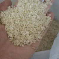 برنج کامفیروز درجه یک