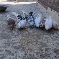 کبوتر