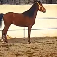 اسب
