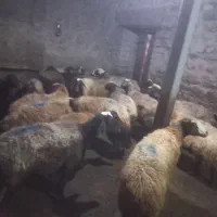 گوسفند دامازدخ