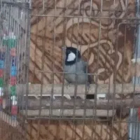 سهره اهوازی