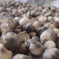 موسیر درجه ۱