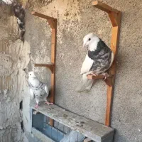 جفت طوقی الماسی