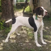 سگ شکاری پوینتر