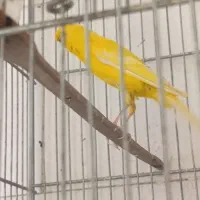 قناری دوتا ماده یدونه نر