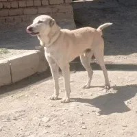 سگ گله ای نگهبان|سگ|کرمانشاه, |دیوار