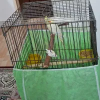 عروس هلندی به همراه دو قفس