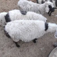 میش چاق