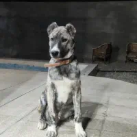 توله سگ افغان سرابی 5 ماهه