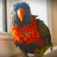 طوطی لوری لوریکیت|پرنده|تبریز, |دیوار