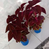 گل و گیاه طبیعی