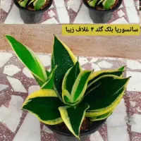 سانسوریا بلک گلد چند بوته خوشگل قیمت فقط ۷۵|گل و گیاه طبیعی|رشت, عینک|دیوار