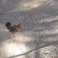 فروش مرغ و جوجه خروس محلی در دولت آباد|حیوانات مزرعه|ارزوئیه, |دیوار