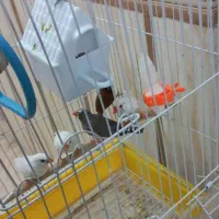 فروش فنچ|پرنده|کرمان, |دیوار
