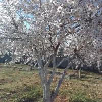 باغ در شیراز نقد/معاوضه با ویلایی آپارتمانی ماشین|فروش خانه و ویلا|شیراز, شهرک امیر کبیر|دیوار