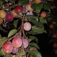 فروش رب آلوچه ترش جنگل شمال|خوردنی و آشامیدنی|قم, قلعه کامکار|دیوار