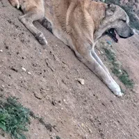 سگ ۷سال|سگ|تایباد, |دیوار