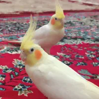 یک جفت عروس هلندی با قفس و همه چی