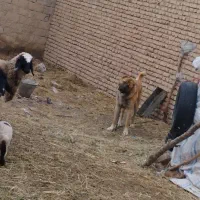 سگ گله|سگ|نوشین شهر, |دیوار