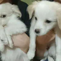 توله اشپیتز