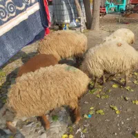 گوسفند و بره ماده