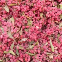 زرشک تازه  بیرجند