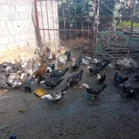 اردک اسرائیلی|حیوانات مزرعه|تالش, جوکندان|دیوار