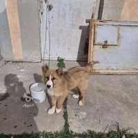 سگ سرابی تولی