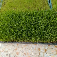 نشا|گل و گیاه طبیعی|رستم‌آباد, |دیوار