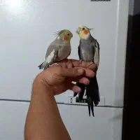 یک جفت عروس هلندی مولد دستی