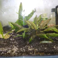 فروش گیاه و کود مایع آکواریوم