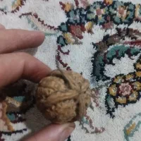 گردو چهار خط
