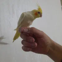 عروس هلندی خیلی رام