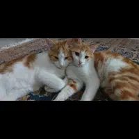 واگذاری رایگان