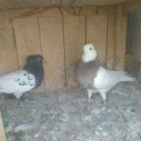 دو عدد کبوتر طوقی وسینه ایی مهرمهر